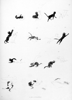 Chats, à qui l'attrapera par Steinlen