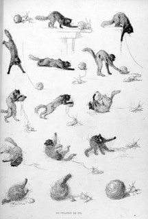 Chats, le peloton de fil par Steinlen