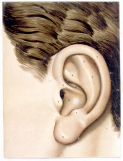 Corps humain, l'oreille, représentations de la fin du XIXe siècle
