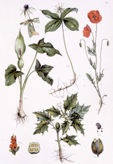 Poisonous medicinal plants, representations from the late 19th century