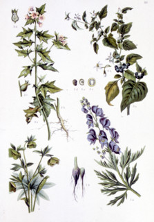 Poisonous medicinal plants, representations from the late 19th century