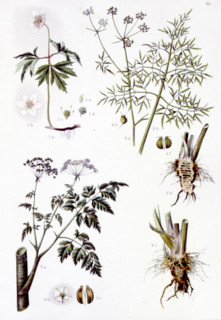Poisonous medicinal plants, representations from the late 19th century