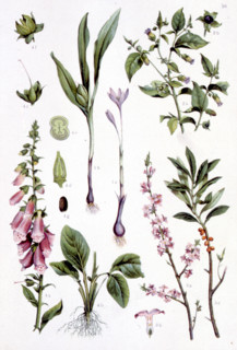 Poisonous medicinal plants, representations from the late 19th century