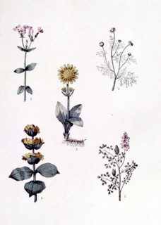 Common medicinal plants, representations from the late 19th century