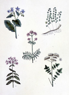Common medicinal plants, representations from the late 19th century