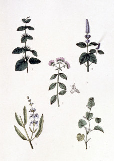 Common medicinal plants, representations from the late 19th century