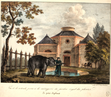 Ménagerie du jardin des plantes, le petit éléphant
