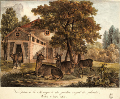 Does and their young, drawing by Saunier