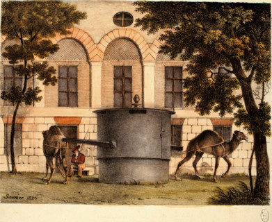 Saunier, Jardin des Plantes
