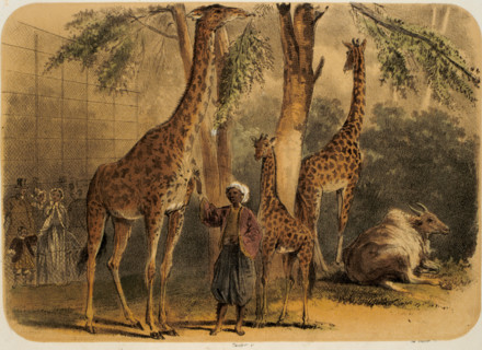 Jardin des Plante, ruminants rotunda