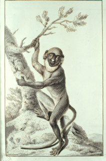 Singe, drawing by  Desmoulins