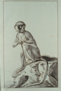 Desmoulins, singe