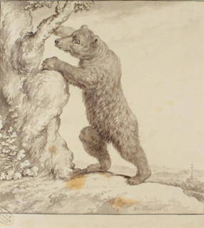 Ours, drawing by Seve