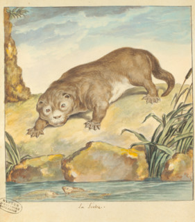 Seve, loutre