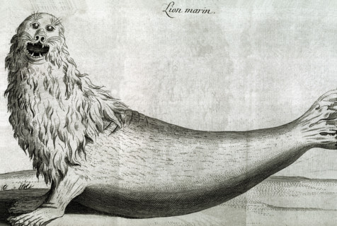 Lion marin, in Voyage à l'Isle de France (Ile Maurice) et à l'Isle Bourbon (Ile de la Réunion)