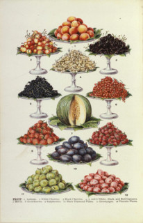 Planche botanique de fruits divers