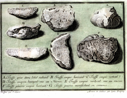 Gravure by Louis Gautier d'Agoty : truffles