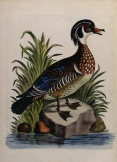 Bird in"a natural History of uncommon birds and of some other rare and undescribed animals..."