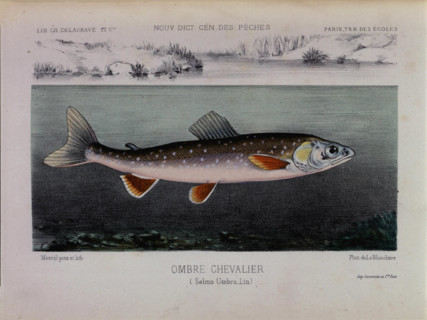 Illustration by A. Mesnel, grayling