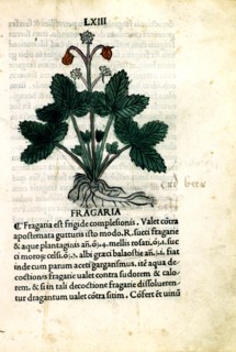 Early printed Herbarium of Venice, Strawberries