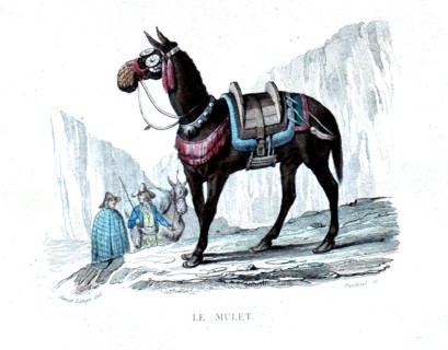Colored engraving, the mule