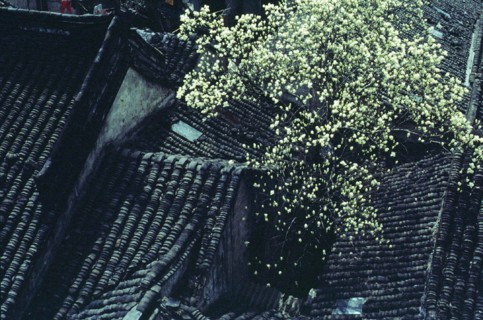 Jardin de Suzhou, province de Jiangsu, Chine