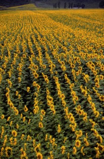 Champ de tournesols