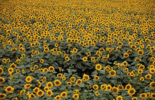 Champ de tournesols