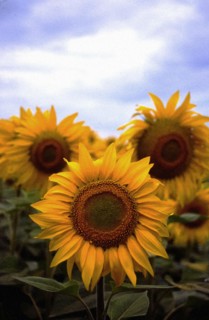 Sunflowers