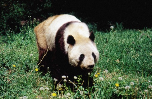 Giant Panda, Beijing/Peking Zoo