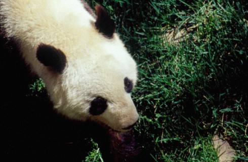 Giant Panda, Beijing/Peking Zoo