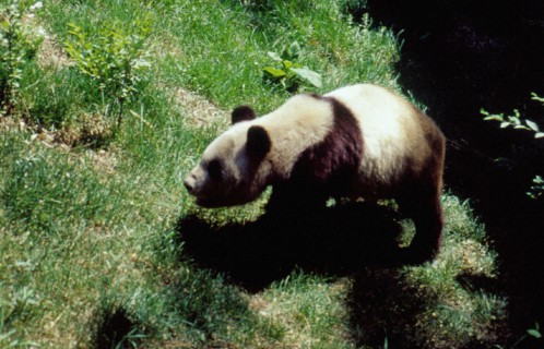 Giant Panda, Beijing/Peking Zoo