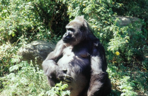 Gorilla, Beijing/Peking Zoo