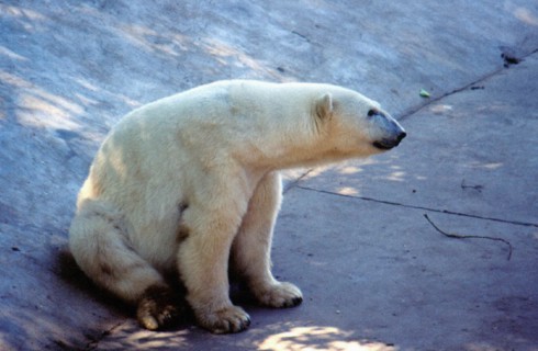 Polar Bear, Beijing/Peking Zoo