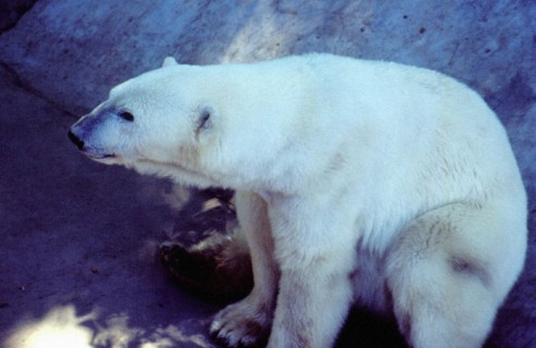 Polar Bear, Beijing/Peking Zoo