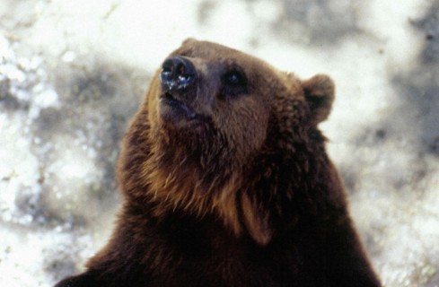 Brown Bear, Beijing/Peking Zoo