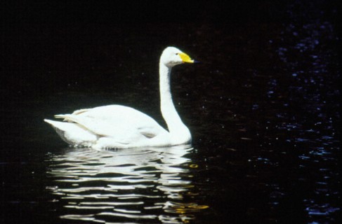 Cygne, zoo de Beijing/Pékin