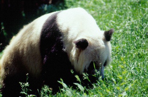 Panda/Giant Panda, Beijing/Peking Zoo