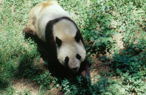 Panda/Giant Panda, Beijing/Peking Zoo