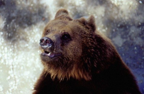 Brown Bear at the Beijing Zoo