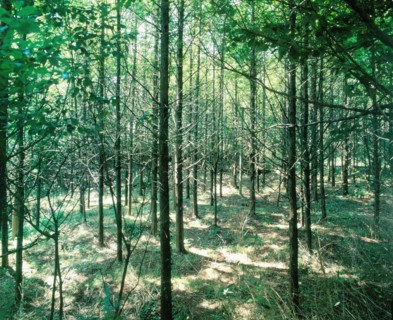 Woods