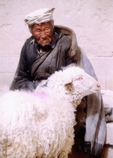 Vieux berger