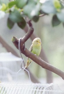Perroquet, Suzhou
