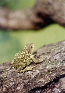 Toad, Suzhou
