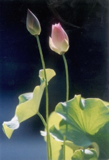 Fleur de lotus