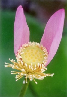 Fleur de lotus