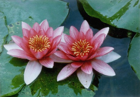Fleur de lotus
