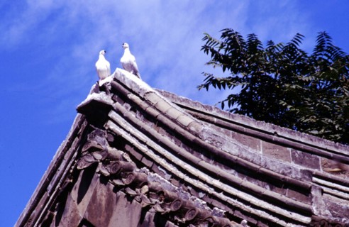 Pigeons sur un toit