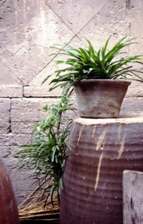 Plante verte en pot