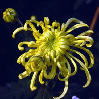 Chrysanthème